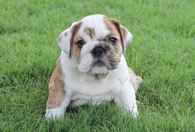 For those wanting the very. English Bulldog Puppies for sale