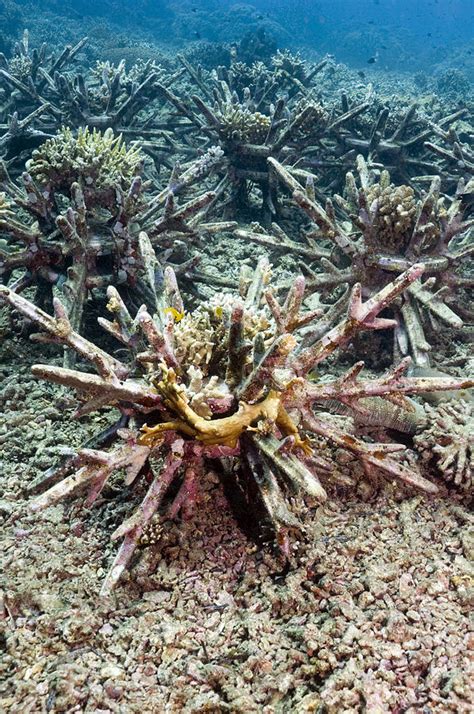 Coral Reef Rehabilitation Photograph By Georgette Douwma Pixels