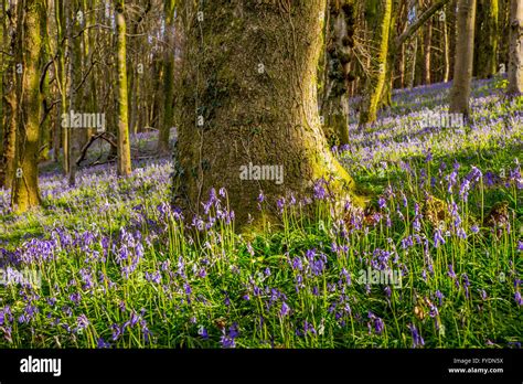 Coed Y Wenallt Woods Hi Res Stock Photography And Images Alamy