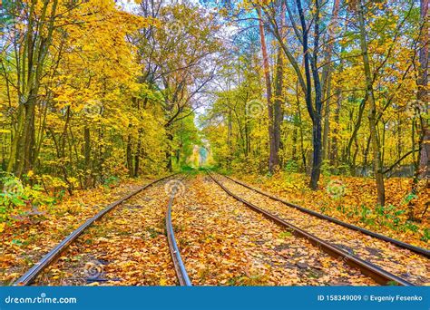 The Autumn In The Forest Kiev Ukraine Stock Image Image Of