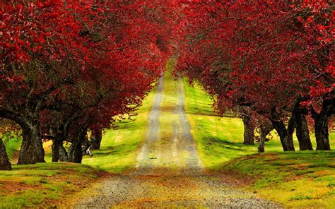 Red Trees Autumn Road Hd Wallpapers High Definition Wallpapers Hd