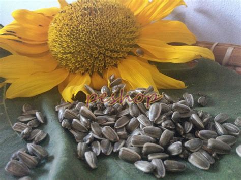 Ciri khas dari tanaman ini adalah kepala bunganya yang besar dan biasanya berwarna kuning terang. Jual Benih Biji Bunga Matahari / Sun Flower - Pe Shop ...