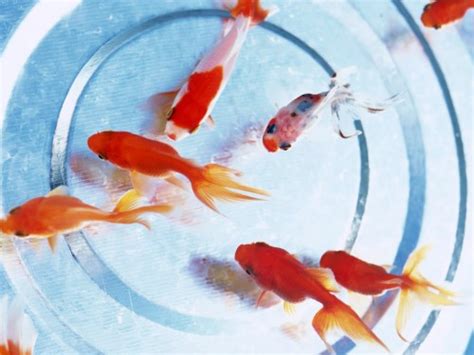 50 Animated Goldfish Wallpaper And Screensaver On