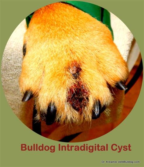 Interdigital Cyst In Bulldogs And French Bulldogs Therapy Cysts
