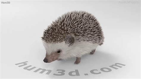 Hedgehog Hd 3d Model By Youtube