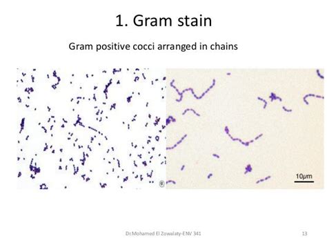 Practical Microbiology Gram Positive Cocci