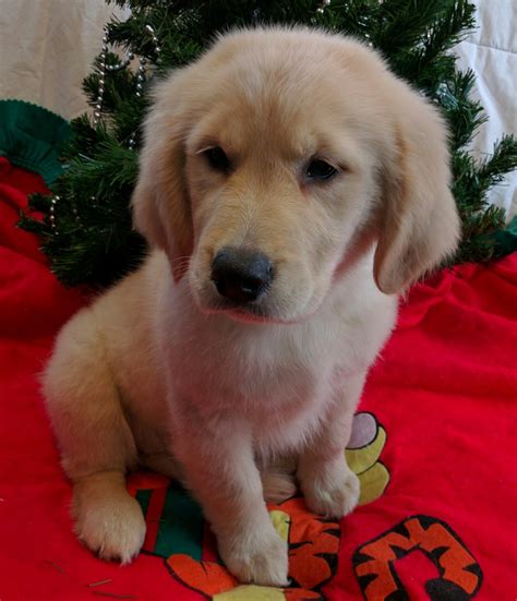 For instance, an english cream golden retriever az or red golden retriever puppies arizona may be priced higher since their physical. Golden Retriever Puppies For Sale | Fort Gratiot Township ...