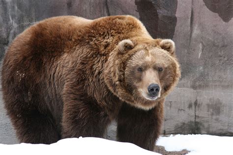 Grizzly Bears Awesome Grizzly Bear Facts Grizzly Bear Bear Hunting