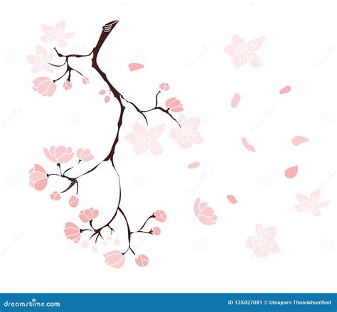 Sakura Vector And Illustration Design On White Background Stock Vector