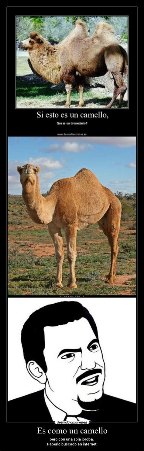 Imágenes Y Carteles De Camello Pag 7 Desmotivaciones