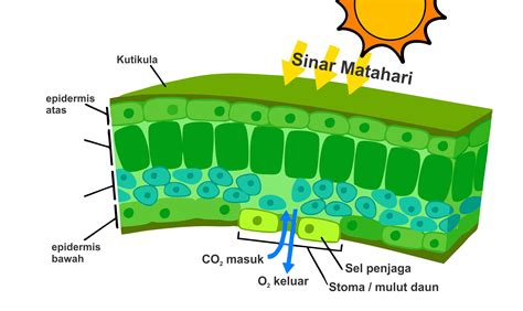 Gambar Stomata Pada Penampang Daun Free Nude Porn Photos