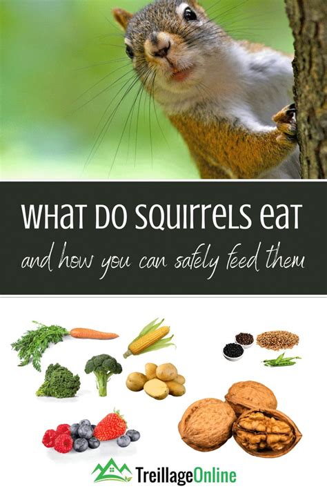 What To Feed Squirrels In 2021 Squirrel Food What Do Squirrels Eat