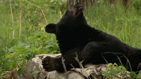 American Black Bear Nature Pbs