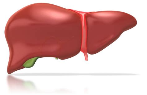human liver great powerpoint clipart for presentations