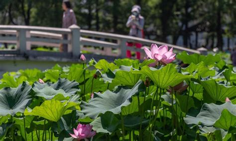 Lotus Flowers Seen Across China Global Times