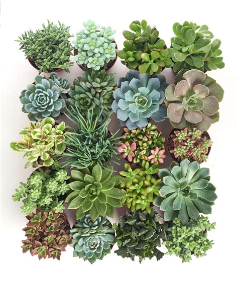 Home Botanicals 4 Inch Assorted Succulent Collection Succulent