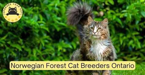 Norwegian Forest Cat Breeders Ontario Kittens And Cats For Sale