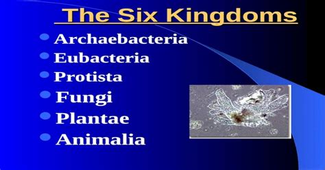 The Six Kingdoms The Six Kingdoms Archaebacteria Eubacteria Protista