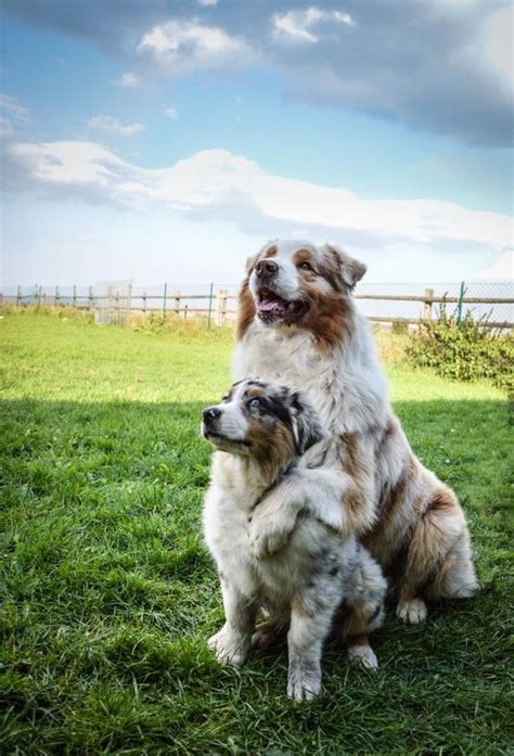Pros And Cons Of Owning Australian Shepherds Page Of Pettime