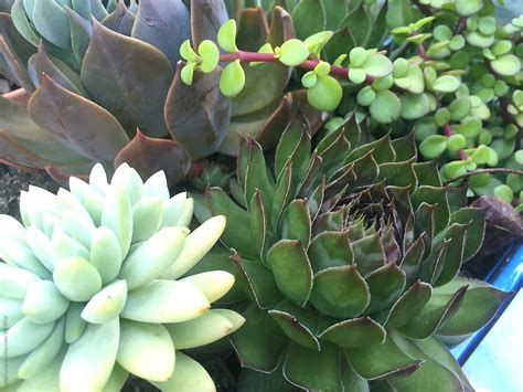 Succulent Plants By Stocksy Contributor Leigh Love Stocksy