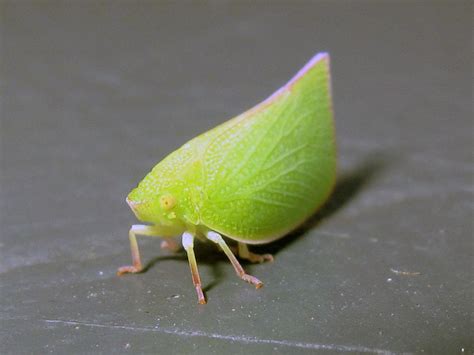 Vespine V10 Leaf Bug 虫 美しい生物 キモかわいい