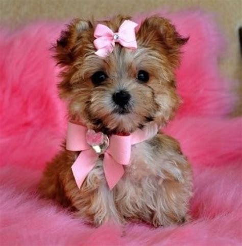 Pretty In Pink Yorkies Morkie Puppies Teacup Yorkie Puppy Cute
