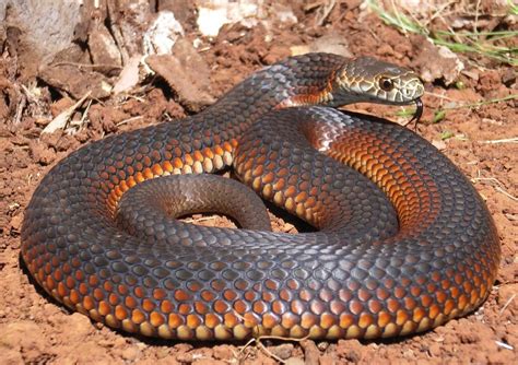 Copperhead Husbandry Aussie Pythons And Snakes ~ Copperhead Snake