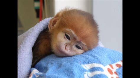 Top 15 Fascinating Cutest Baby Animals Of All Time