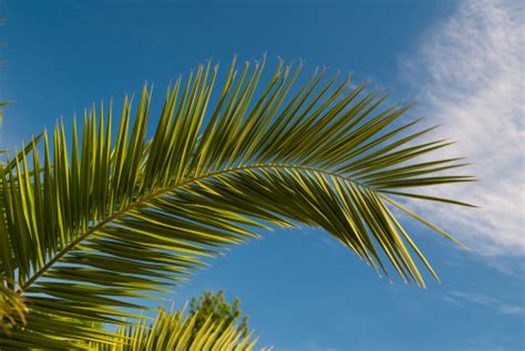 Palm Branch Background Stock Photo Download Image Now Beauty In