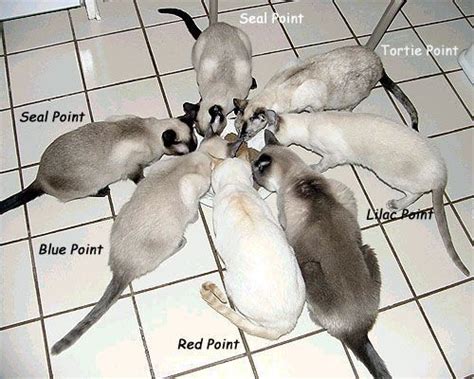 3 Top Tips Sphynx Cat Pregnant Cat Aesthetic Kittenscat Bed Fleece