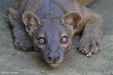 Fossa 5 Fascinating Facts Africa Geographic