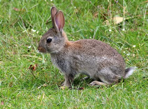 Rabbits Habits Diet And Other Facts Live Science