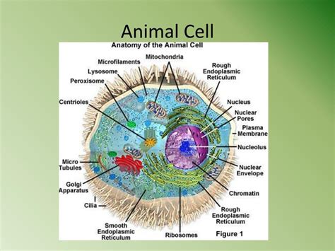 Animal Cell Organelles Ppt Cell Organelles Terms In This Set 14