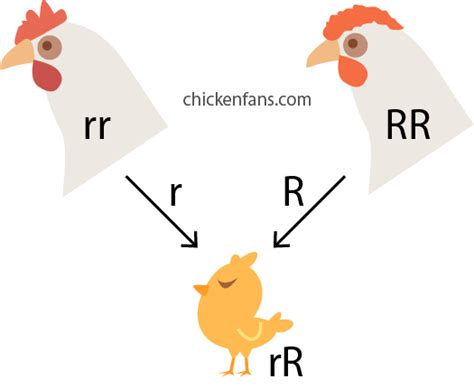 chicken breeding and genetics