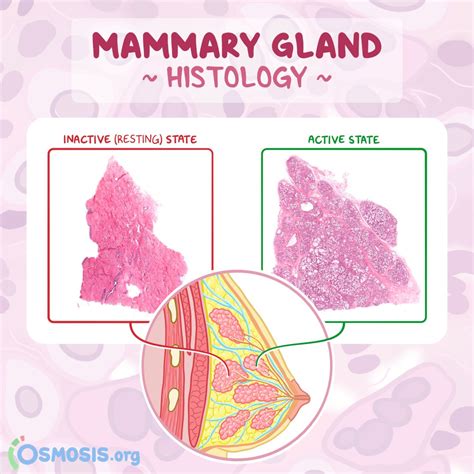 Mammary Gland Histology