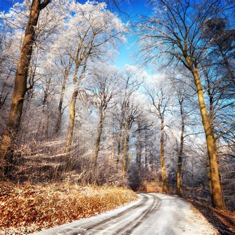Scenic Road In A Forest Stock Photo Image Of Branches 54153556