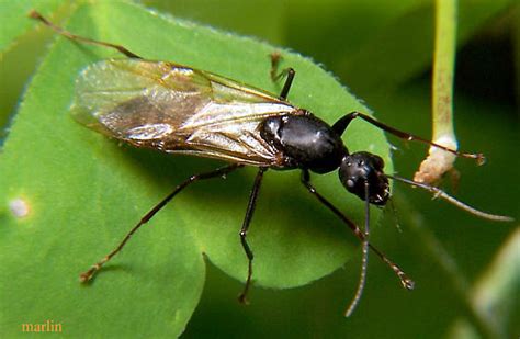 Ant Camponotus Bugguidenet