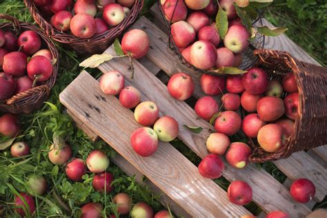 Five Apple Orchards You Should Visit In Texas This Fall Houstonia