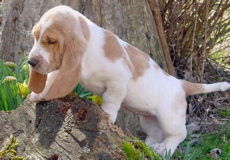 She was born nov 14th. Braewyn the Basset Hound | Puppies | Daily Puppy