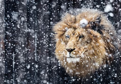 Portrait Of A Beautiful Lion Winter Edition Hd Wallpaper Background