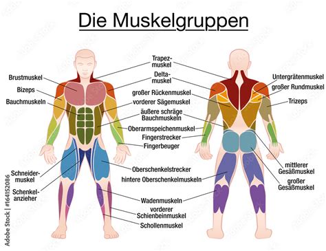 Muscle Chart German Labeling Most Important Muscles Of The Human