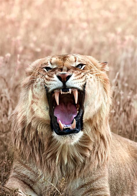 Angry Liger Closeup Showing Its Teeth By Stocksy Contributor Brandon