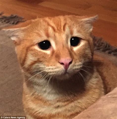 Marty The Cat Does His Impression Of Puss In Boots From Shrek Daily Mail Online