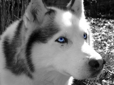 Comme la plupart des chiens aux yeux bleus, la couleur de leurs yeux est liée à la couleur du merle, plus précisément le merle bleu. chien au yeux bleus...