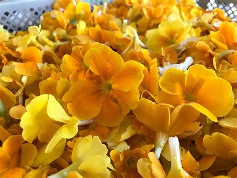 Catalpa alberi della famiglia delle bignoniaceae. Le proprietà dei fiori di acacia: i benefici e le ...