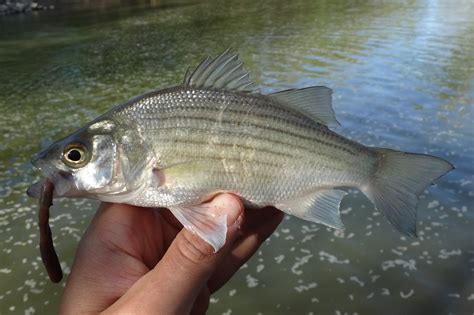 Ben Cantrells Fish Species Blog Creeks Of Western Kentucky
