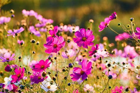 The Pink Flowers Sunrise Scenery Stock Image Image Of Blossom