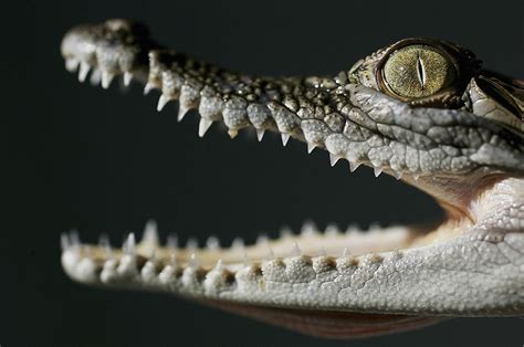 Surprise Dozens Of Mummified Baby Crocodiles Discovered Inside Ancient