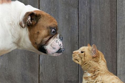 Saat jam makan ia akan membawa rombongan anaknya ikutan numpang makan. Dikenal Sebagai Musuh Bebuyutan, Anjing Ini Justru Sengaja ...