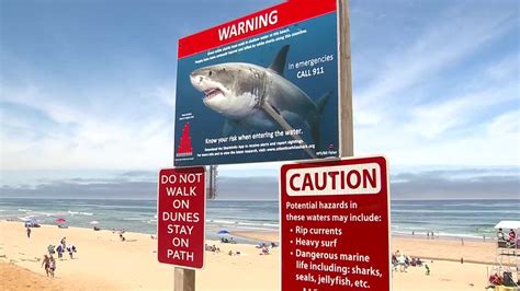Study Most Beachgoers Want To Coexist With Sharks Seals